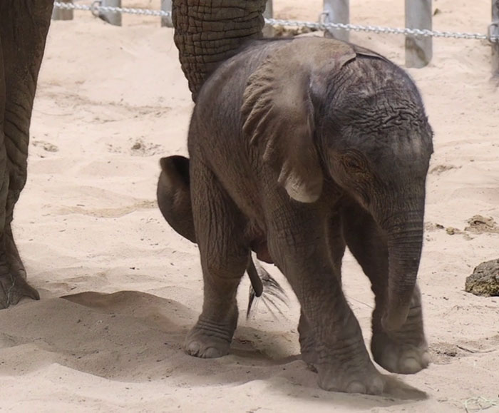People Online Are Overtaken By The Cuteness Of These 2 Newborn Elephants At Fresno Zoo People Online Are Overtaken By The Cuteness Of These 2 Newborn Elephants At Fresno Zoo