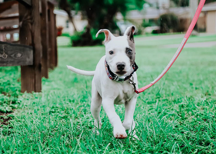 Puppy Is Frozen By Rare Disease, Recovers And Takes First Steps Despite Nobody Believing Puppy Is Frozen By Rare Disease, Recovers And Takes First Steps Despite Nobody Believing