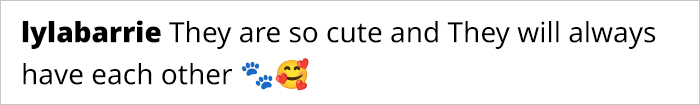 A Story Of Two Fluffy Friends Who Can’t Stop Hugging Each Other Is Melting People’s Hearts A Story Of Two Fluffy Friends Who Can’t Stop Hugging Each Other Is Melting People’s Hearts