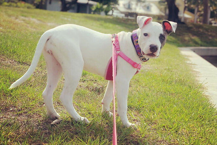 Puppy Is Frozen By Rare Disease, Recovers And Takes First Steps Despite Nobody Believing Puppy Is Frozen By Rare Disease, Recovers And Takes First Steps Despite Nobody Believing