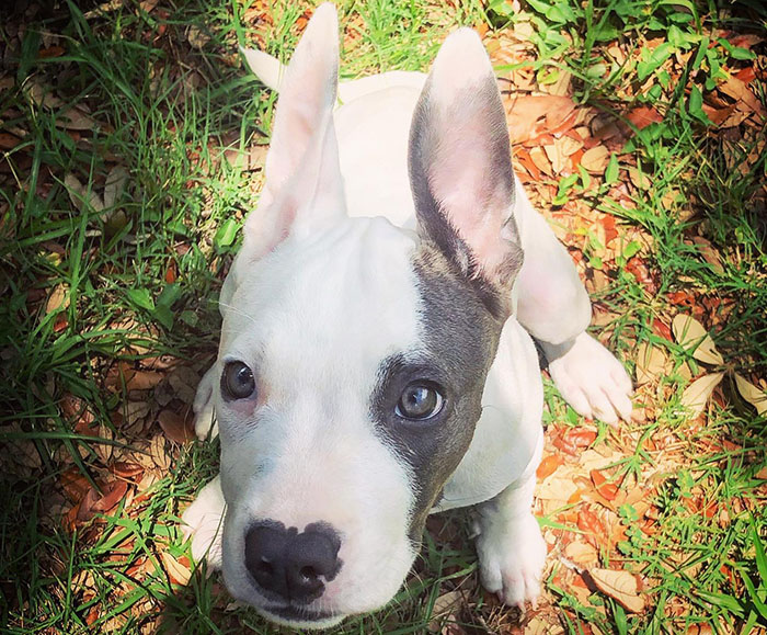 Puppy Is Frozen By Rare Disease, Recovers And Takes First Steps Despite Nobody Believing Puppy Is Frozen By Rare Disease, Recovers And Takes First Steps Despite Nobody Believing