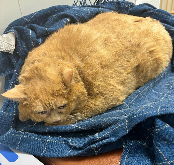 Giant Cat “Crumb” That Weighs Nearly 40 lb Was Rescued From Russian Basement, Sparks Anger Giant Cat “Crumb” That Weighs Nearly 40 lb Was Rescued From Russian Basement, Sparks Anger