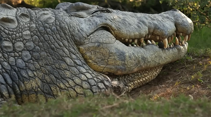 The Internet Is Stunned By This 5-Meter, 700-Kilo Crocodile Who’s Been Around Since 1900 The Internet Is Stunned By This 5-Meter, 700-Kilo Crocodile Who’s Been Around Since 1900