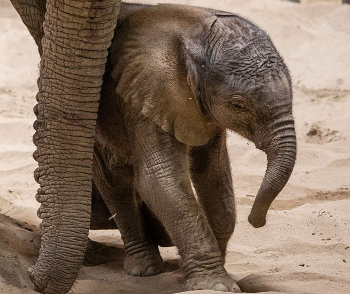 People Online Are Overtaken By The Cuteness Of These 2 Newborn Elephants At Fresno Zoo People Online Are Overtaken By The Cuteness Of These 2 Newborn Elephants At Fresno Zoo