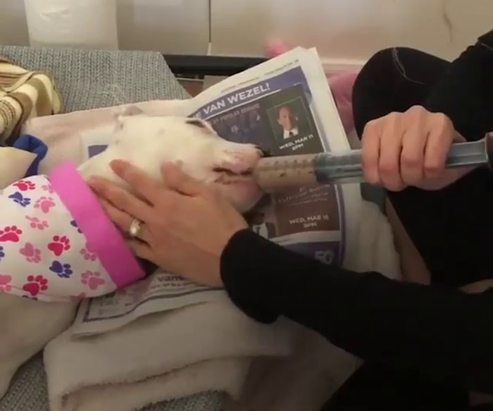 Puppy Is Frozen By Rare Disease, Recovers And Takes First Steps Despite Nobody Believing Puppy Is Frozen By Rare Disease, Recovers And Takes First Steps Despite Nobody Believing