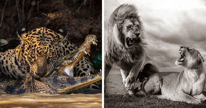 Here Are 15 Breathtaking Entries From The 2024 Wildlife Photographer Of ...