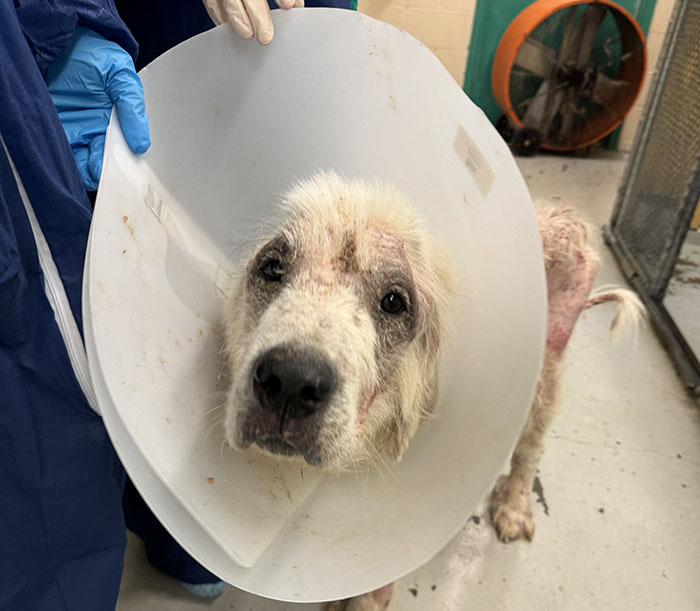 Terribly Neglected Dog Never Loses Hope, Gets Rescued, And Is Given The Life He Always Deserved Terribly Neglected Dog Never Loses Hope, Gets Rescued, And Is Given The Life He Always Deserved