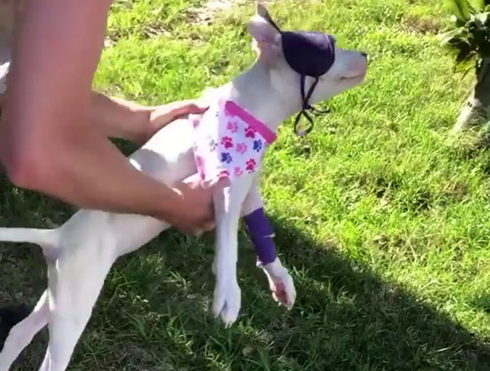 Puppy Is Frozen By Rare Disease, Recovers And Takes First Steps Despite Nobody Believing Puppy Is Frozen By Rare Disease, Recovers And Takes First Steps Despite Nobody Believing