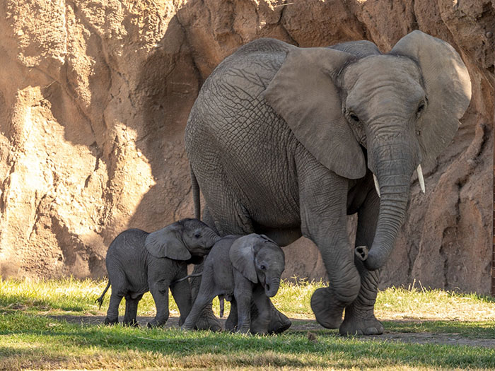 People Online Are Overtaken By The Cuteness Of These 2 Newborn Elephants At Fresno Zoo People Online Are Overtaken By The Cuteness Of These 2 Newborn Elephants At Fresno Zoo