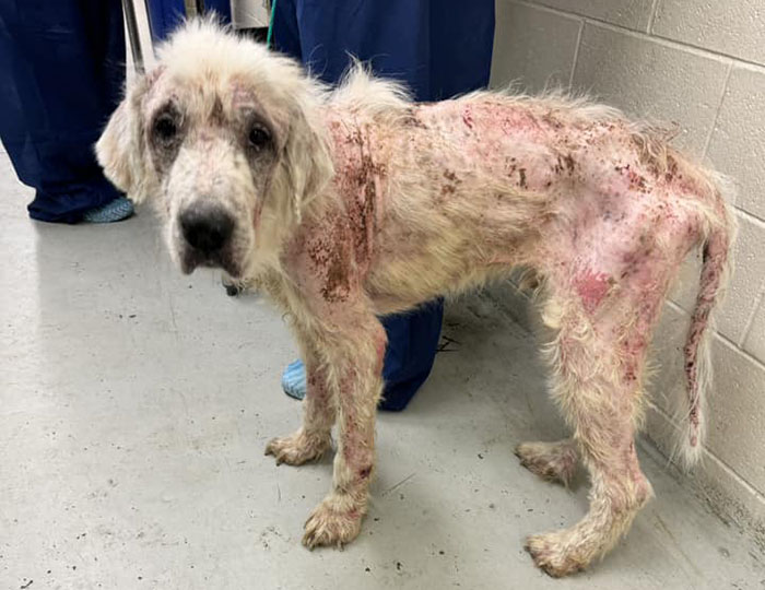 Terribly Neglected Dog Never Loses Hope, Gets Rescued, And Is Given The Life He Always Deserved Terribly Neglected Dog Never Loses Hope, Gets Rescued, And Is Given The Life He Always Deserved