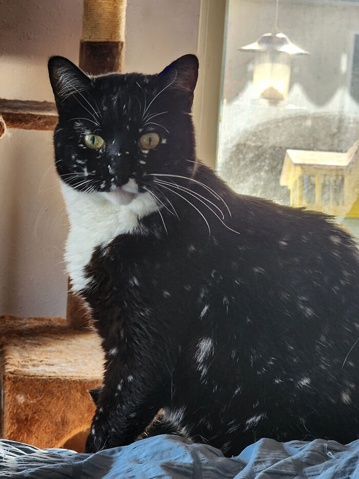 Magical Cat Has Condition That Makes His Fur Look Like A Galaxy Of Stars, People Are Obsessed Magical Cat Has Condition That Makes His Fur Look Like A Galaxy Of Stars, People Are Obsessed