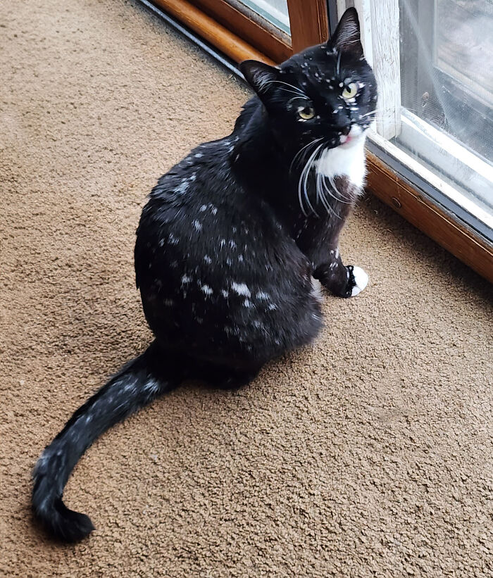 Magical Cat Has Condition That Makes His Fur Look Like A Galaxy Of Stars, People Are Obsessed Magical Cat Has Condition That Makes His Fur Look Like A Galaxy Of Stars, People Are Obsessed