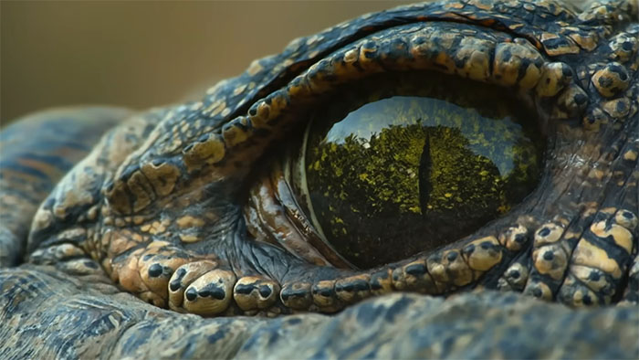 The Internet Is Stunned By This 5-Meter, 700-Kilo Crocodile Who’s Been Around Since 1900 The Internet Is Stunned By This 5-Meter, 700-Kilo Crocodile Who’s Been Around Since 1900