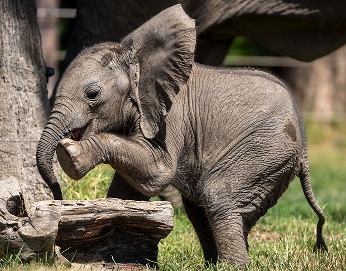 People Online Are Overtaken By The Cuteness Of These 2 Newborn Elephants At Fresno Zoo People Online Are Overtaken By The Cuteness Of These 2 Newborn Elephants At Fresno Zoo