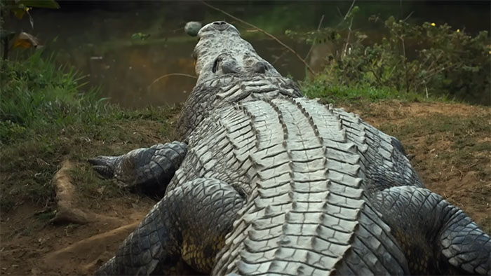 The Internet Is Stunned By This 5-Meter, 700-Kilo Crocodile Who’s Been Around Since 1900 The Internet Is Stunned By This 5-Meter, 700-Kilo Crocodile Who’s Been Around Since 1900