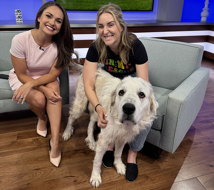 Terribly Neglected Dog Never Loses Hope, Gets Rescued, And Is Given The Life He Always Deserved Terribly Neglected Dog Never Loses Hope, Gets Rescued, And Is Given The Life He Always Deserved