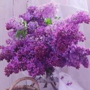 a58winterschild55 avatar