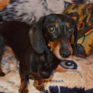 cogworthneedlebottm avatar