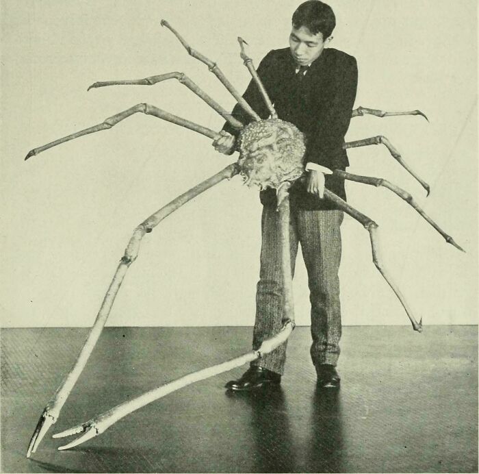 Man holding a large spider skeleton with long legs striking fear for anyone with megalophobia.