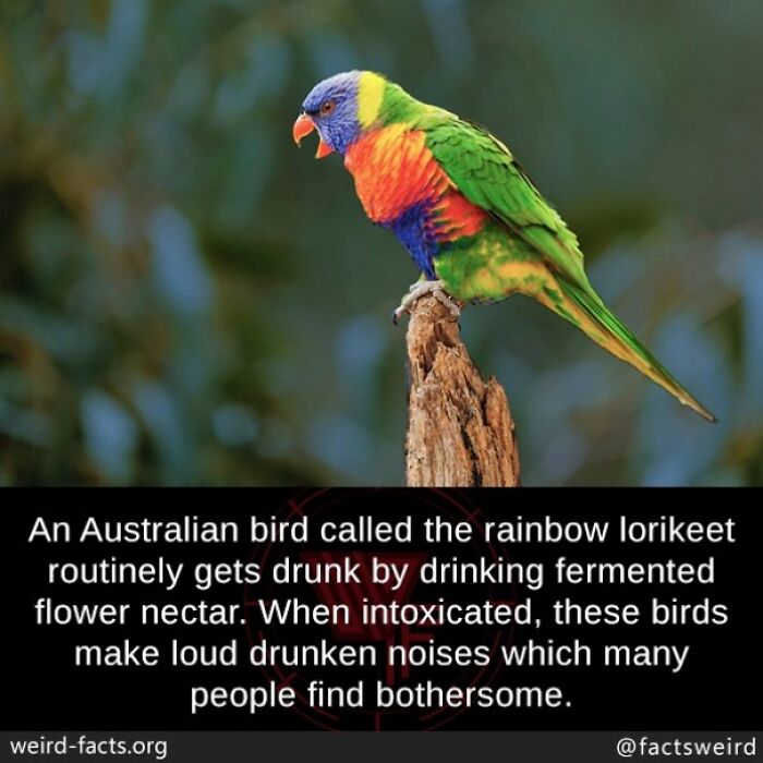 Rainbow lorikeet bird perched on a branch with fun facts about its unique intoxication behavior.