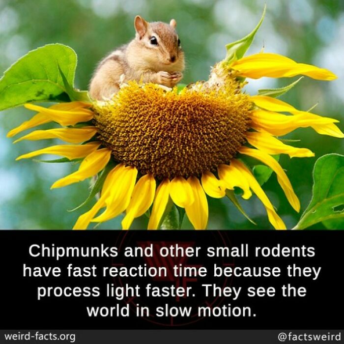 Chipmunk sitting on a sunflower with fun facts about rodent reaction time and processing light faster.