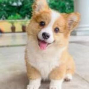 brooklyngustin avatar