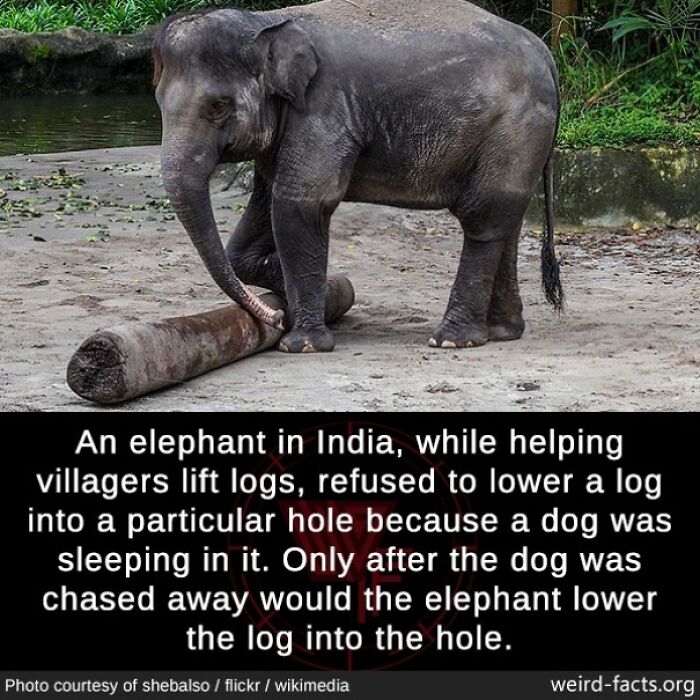 Elephant in India showing compassion by refusing to lower a log where a dog was sleeping, a fascinating fun fact.