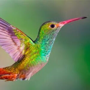 jessealbanscott avatar