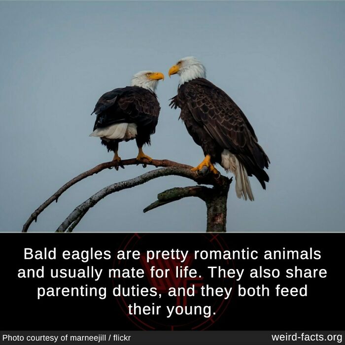 Two bald eagles perched on a branch illustrating fascinating and amusing fun facts about animal behavior.