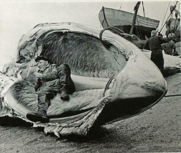 “The Resting Place Is The Whale's Jaw,” 1960