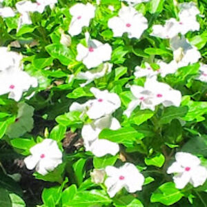 dubravkahalilovic avatar