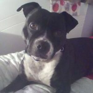 gailrobbins1944 avatar