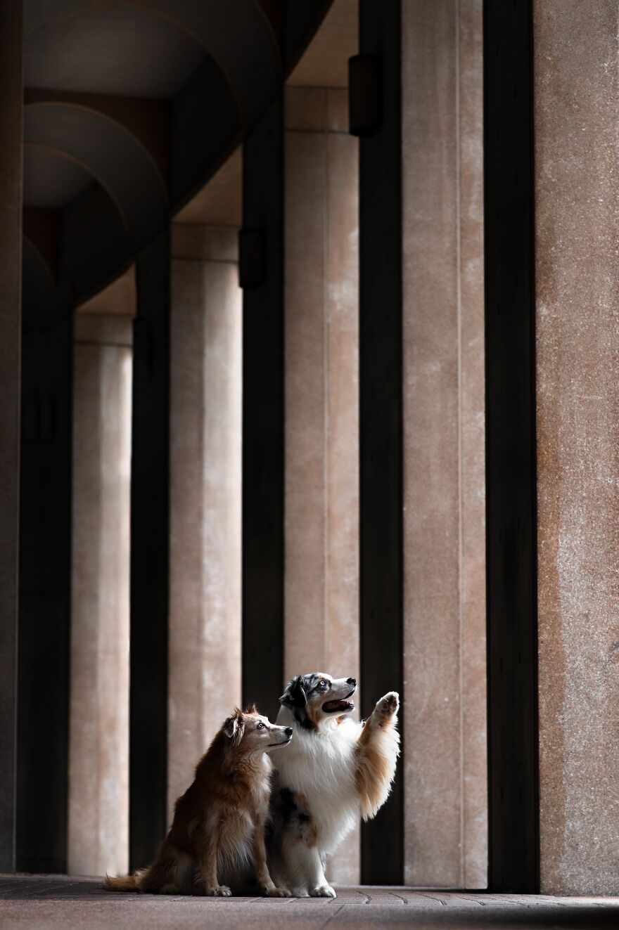 Urban Canines By Shandess Griffin