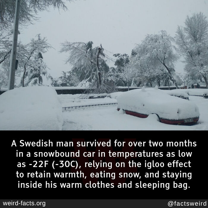 Snow-covered cars and trees during heavy snowfall, illustrating fascinating and amusing fun facts about survival in extreme cold.