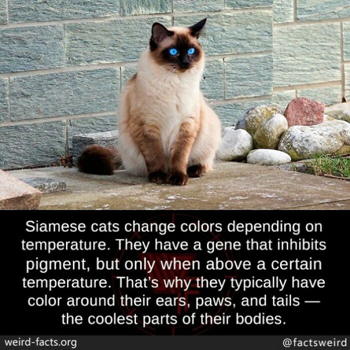 Siamese cat with blue eyes sitting outdoors illustrating fascinating fun facts about color change and temperature effects.