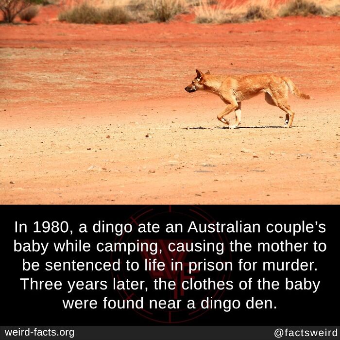 A dingo walking on red dirt in Australia related to fascinating and amusing fun facts about unusual events.