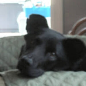 jeannegallagher avatar