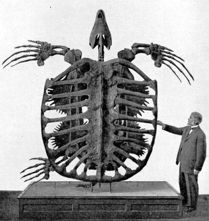 Giant turtle skeleton towering over man, illustrating the scale that can trigger fear in those with megalophobia.
