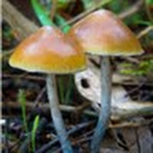 beatdownbabylonsharticus avatar