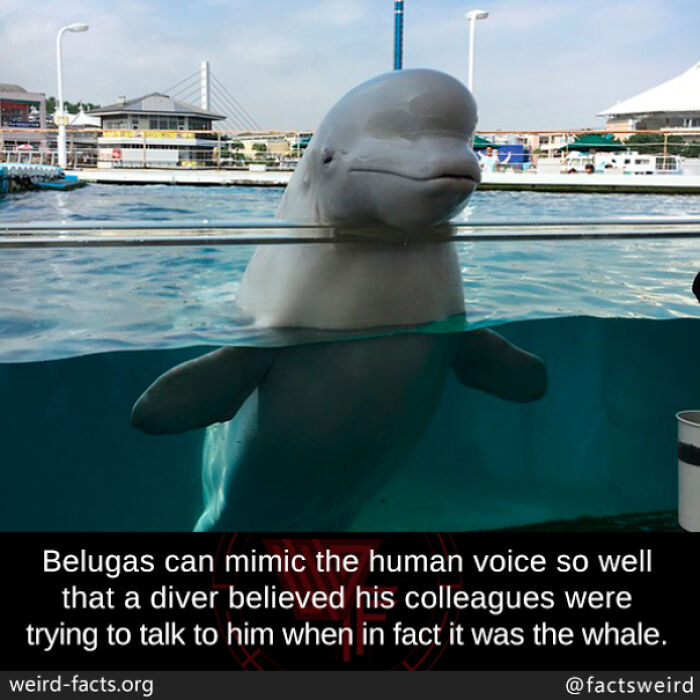 Beluga whale in aquarium demonstrating fascinating fun facts about mimicking human voices and whale behavior.