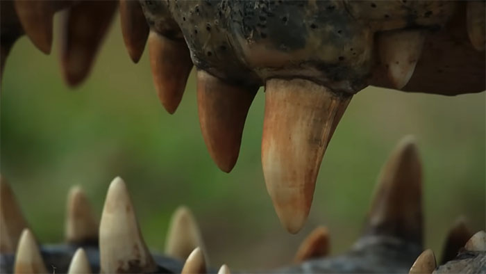 The Internet Is Stunned By This 5-Meter, 700-Kilo Crocodile Who’s Been Around Since 1900 The Internet Is Stunned By This 5-Meter, 700-Kilo Crocodile Who’s Been Around Since 1900