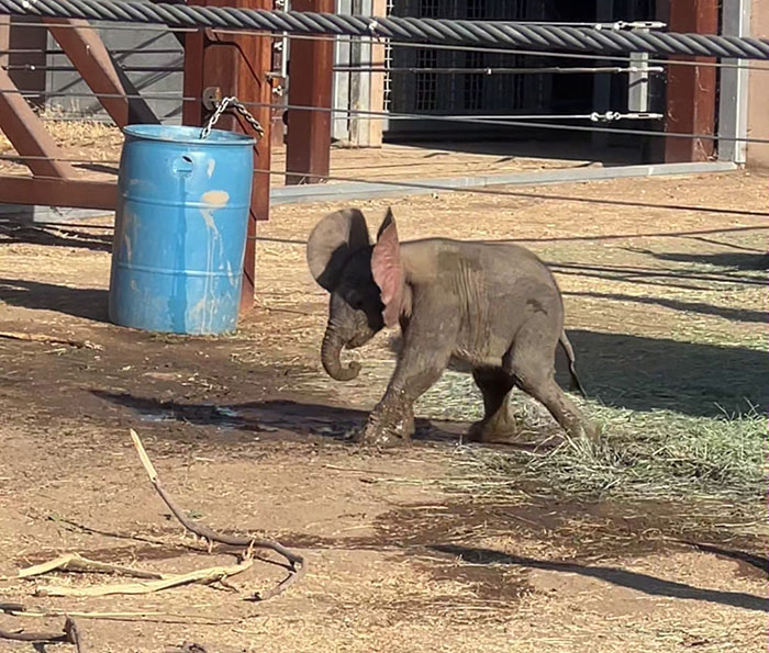 People Online Are Overtaken By The Cuteness Of These 2 Newborn Elephants At Fresno Zoo People Online Are Overtaken By The Cuteness Of These 2 Newborn Elephants At Fresno Zoo