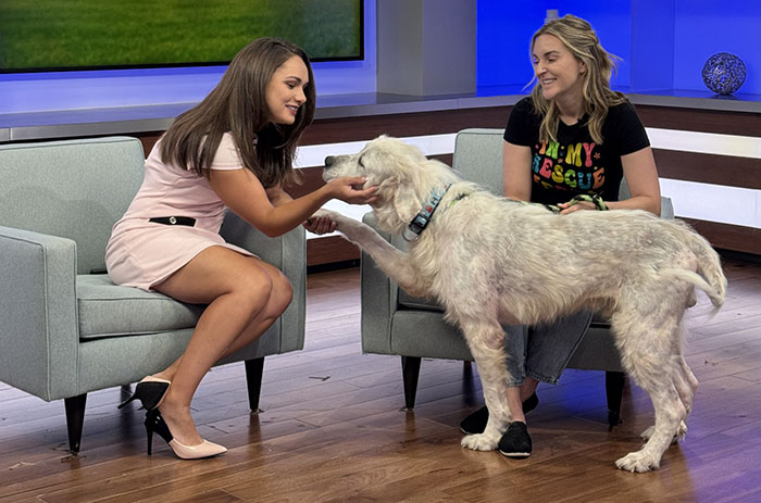 Terribly Neglected Dog Never Loses Hope, Gets Rescued, And Is Given The Life He Always Deserved Terribly Neglected Dog Never Loses Hope, Gets Rescued, And Is Given The Life He Always Deserved