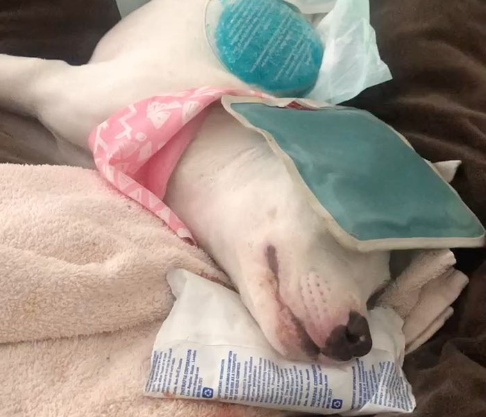 Puppy Is Frozen By Rare Disease, Recovers And Takes First Steps Despite Nobody Believing Puppy Is Frozen By Rare Disease, Recovers And Takes First Steps Despite Nobody Believing