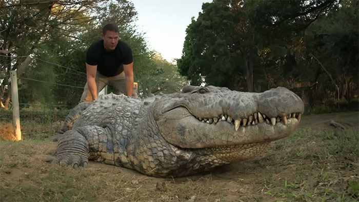 The Internet Is Stunned By This 5-Meter, 700-Kilo Crocodile Who’s Been Around Since 1900 The Internet Is Stunned By This 5-Meter, 700-Kilo Crocodile Who’s Been Around Since 1900