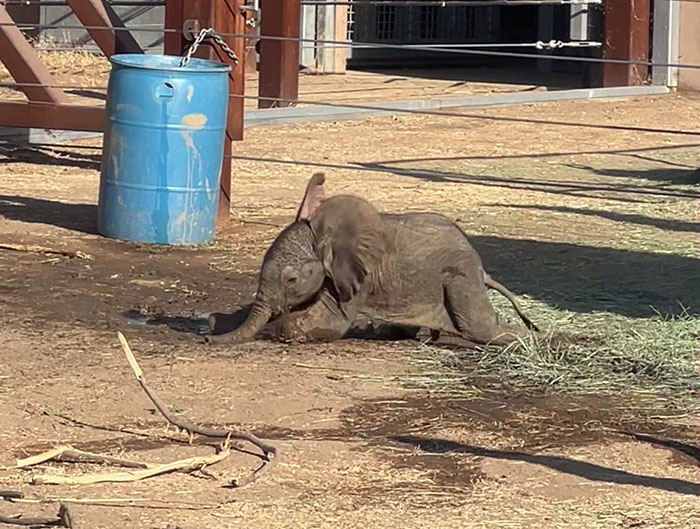People Online Are Overtaken By The Cuteness Of These 2 Newborn Elephants At Fresno Zoo People Online Are Overtaken By The Cuteness Of These 2 Newborn Elephants At Fresno Zoo