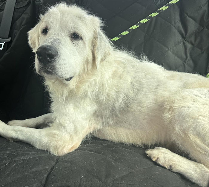 Terribly Neglected Dog Never Loses Hope, Gets Rescued, And Is Given The Life He Always Deserved Terribly Neglected Dog Never Loses Hope, Gets Rescued, And Is Given The Life He Always Deserved