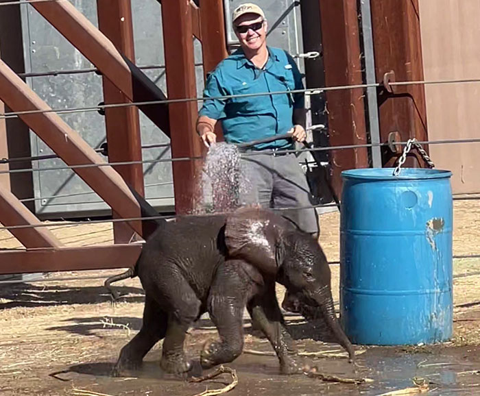 People Online Are Overtaken By The Cuteness Of These 2 Newborn Elephants At Fresno Zoo People Online Are Overtaken By The Cuteness Of These 2 Newborn Elephants At Fresno Zoo