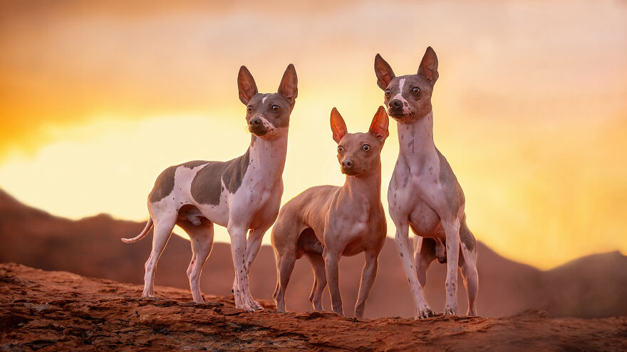 I Traveled The World To Capture 60 Dog Breeds In Their Natural Homes 