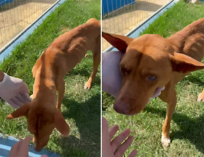 This Loyal Dog Spent 9 Days By The Hospital, Hoping For A Reunion With His Owner This Loyal Dog Spent 9 Days By The Hospital, Hoping For A Reunion With His Owner